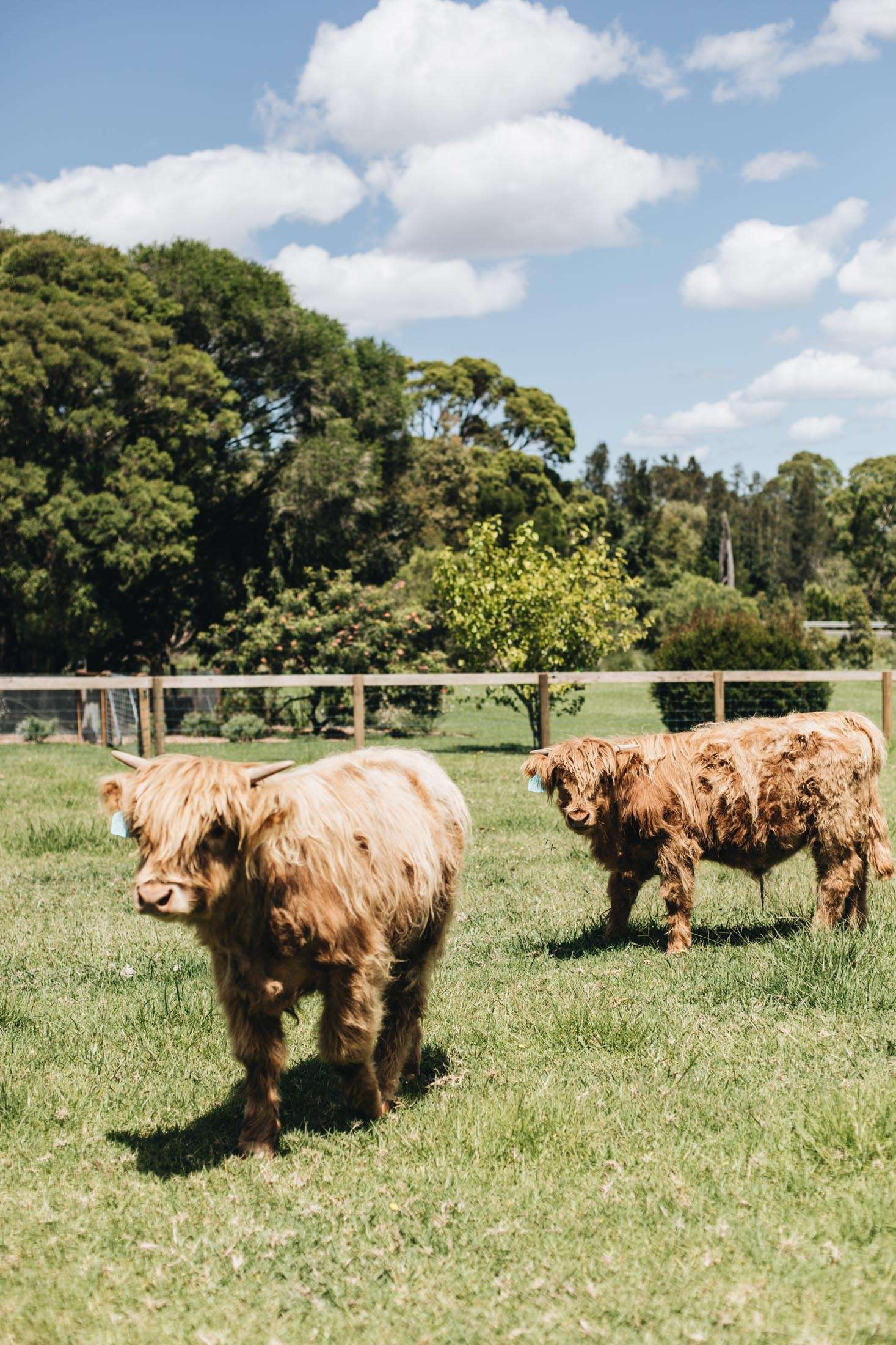 Farm yard Encounters at Moraea Farm