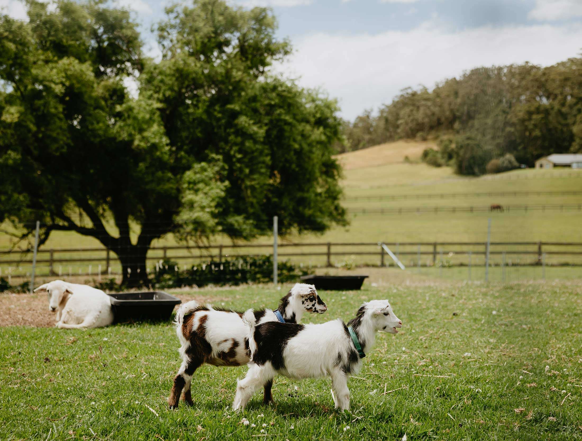 moraea-farm-sara-dining-farm-to-tablle-berry-nsw-animals