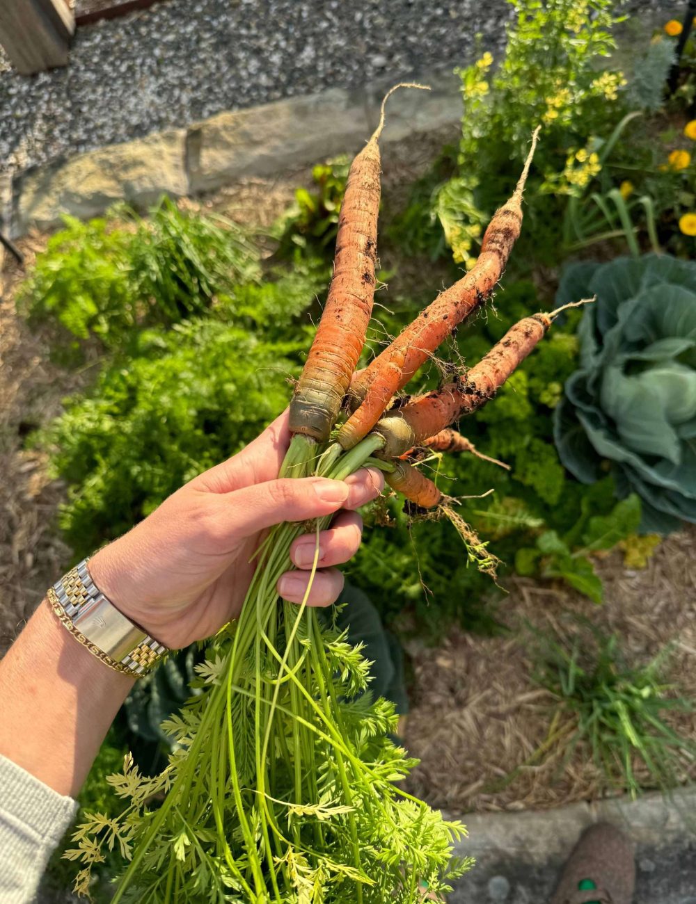 Sian-Redgrave_Linnaeus-Farm_Linnaeus-Collection_August2024_12